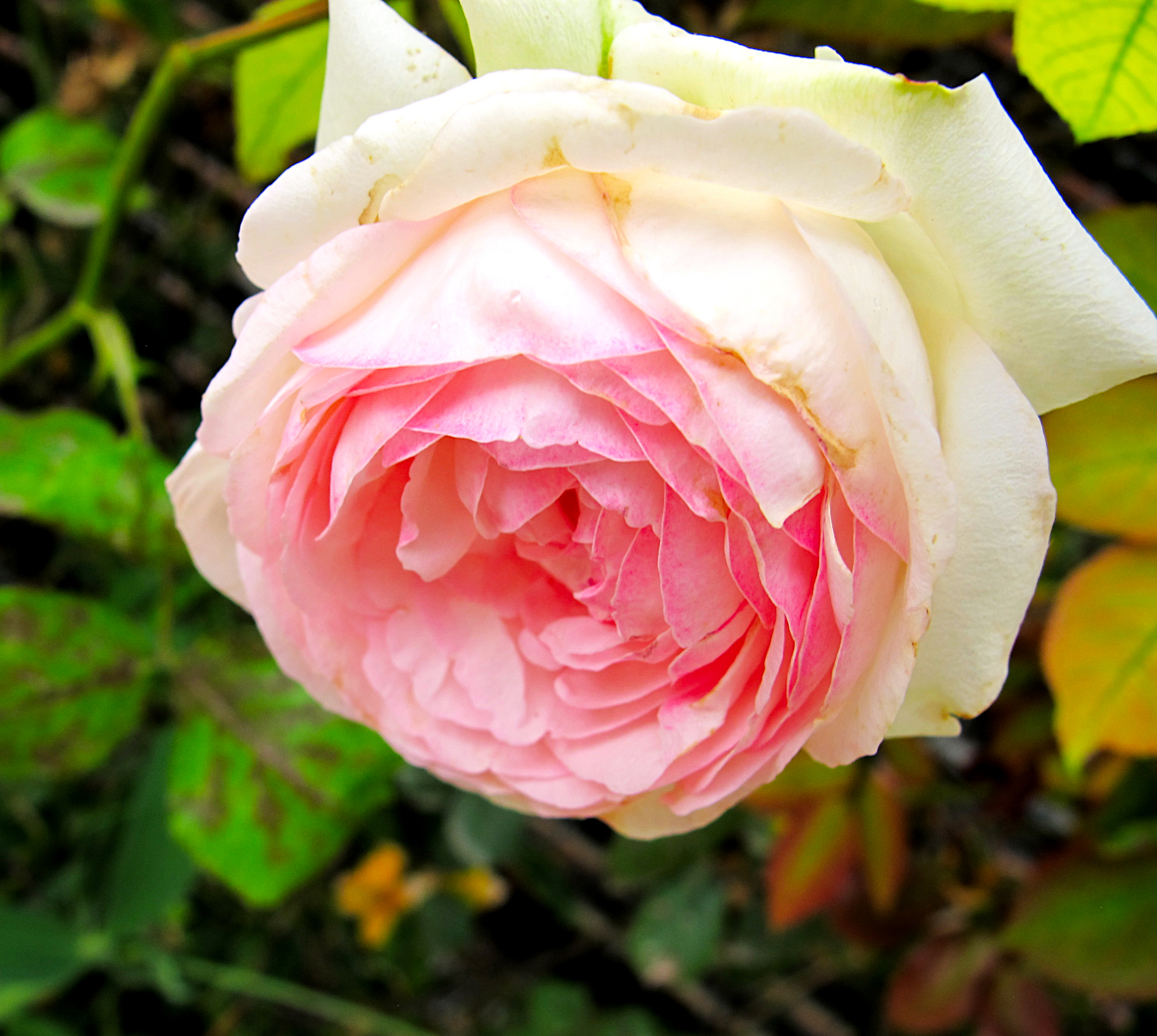 Pink rosy rose flower in sunlight